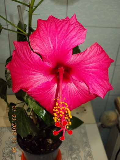 7 martie 2013-flori 036 - hibiscus -1