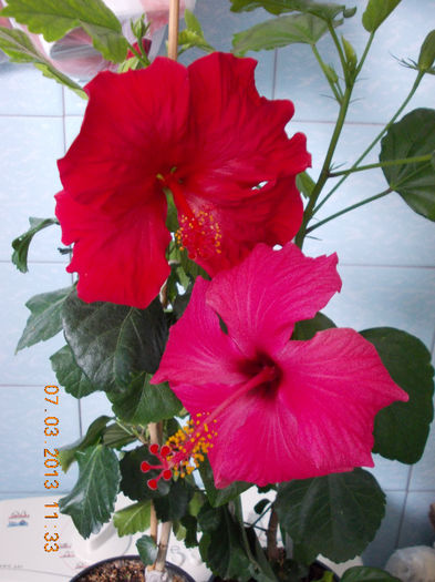 7 martie 2013-flori 051 - hibiscus -1