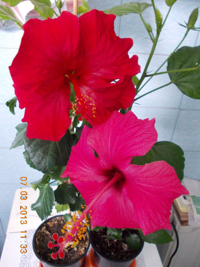 duet-rosu si ciclam - hibiscus -1