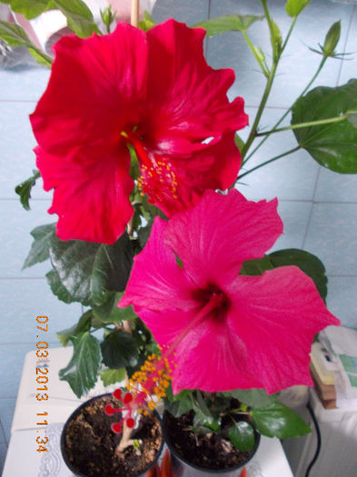 7 martie 2013-flori 056 - hibiscus -1