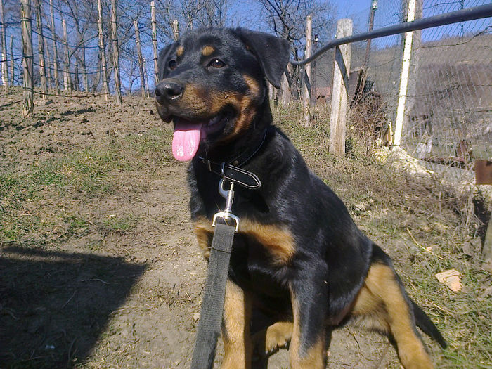 HERRA - HERRA_femela rottweiler