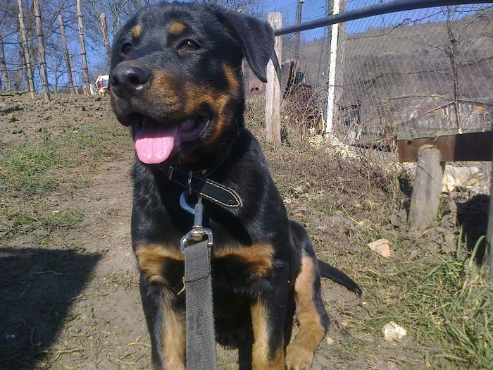 HERRA - HERRA_femela rottweiler