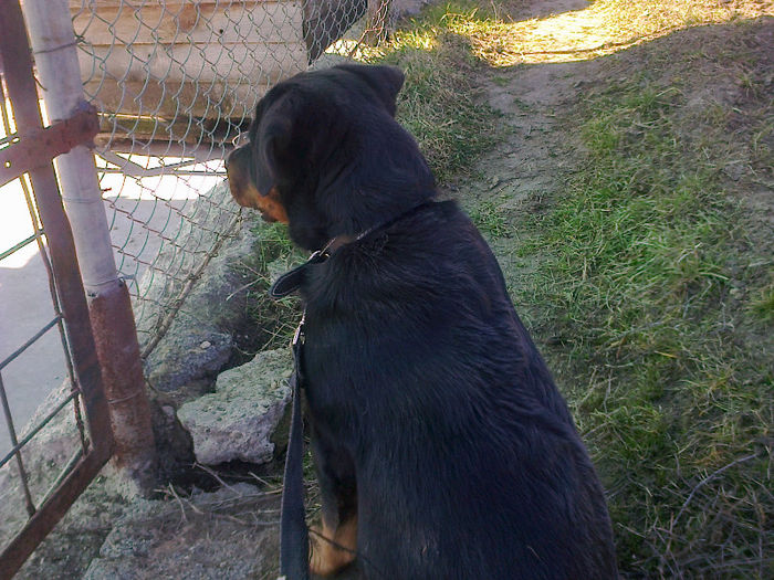 HERRA - HERRA_femela rottweiler