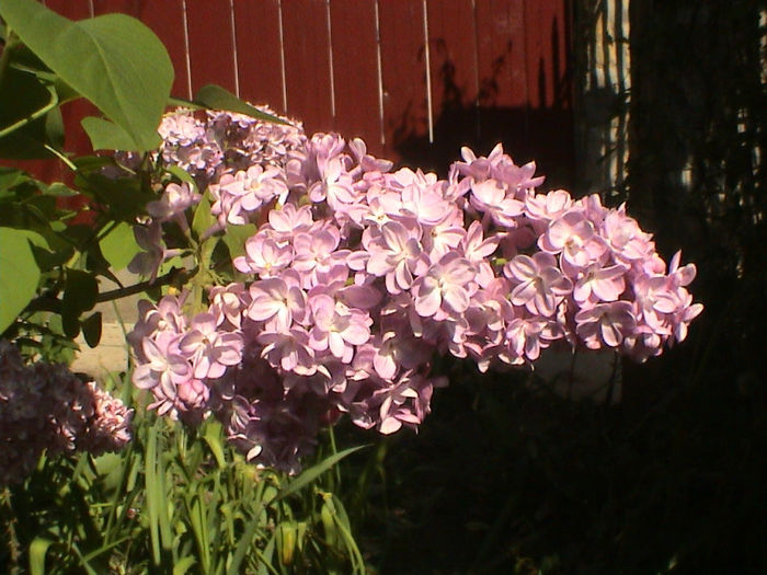 DSC00110 - Syringa Belle de Moscou