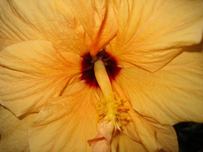 DSC01169 - Hibiscus