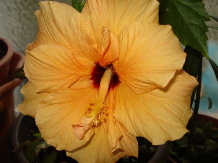 DSC01116 - Hibiscus