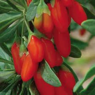 goji berry2