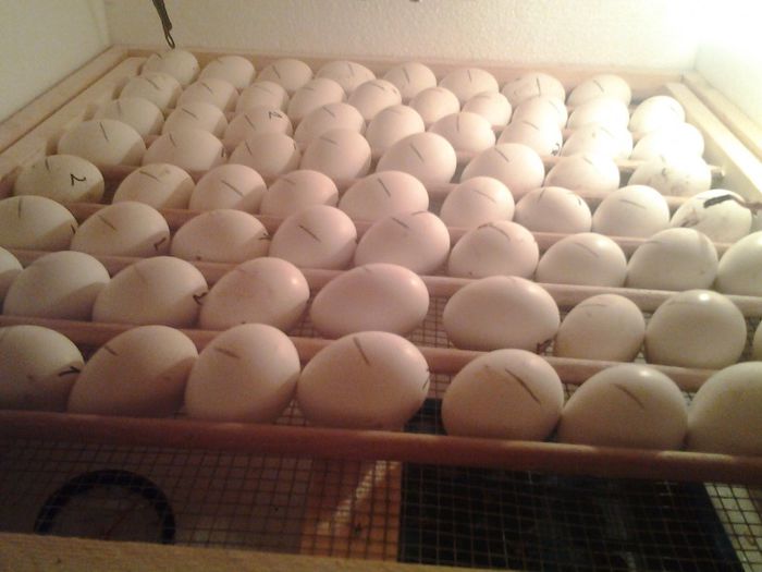 20130306_225020 - 2-  Proiect nou Incubator 110 oua gaina si eclozor de 110 oua-DE VANZARE
