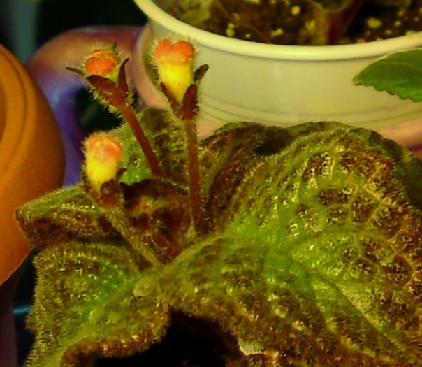 Necunoscuta cu probleme - Episcia