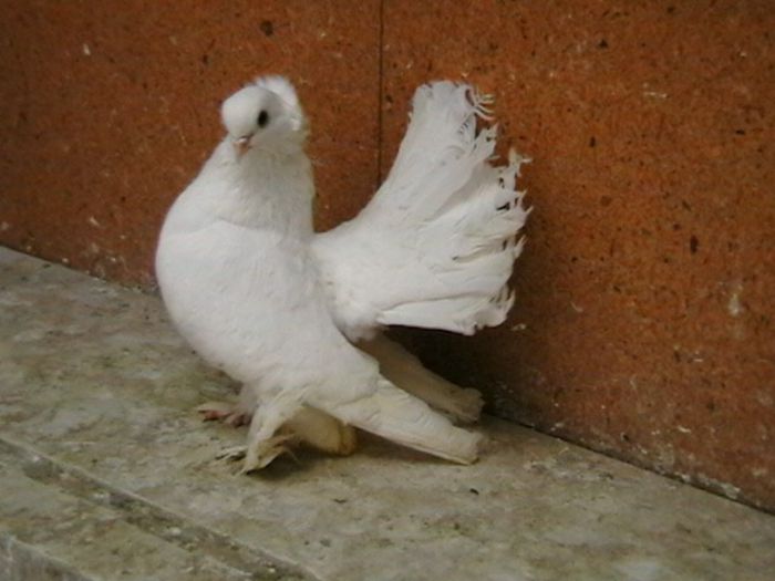 IMGA0361 - voliera--martie 2013