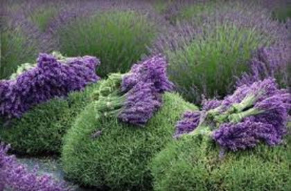 LAVANDA pentru sufletul tau - SAPUN NATURAL-Lavender Flowers