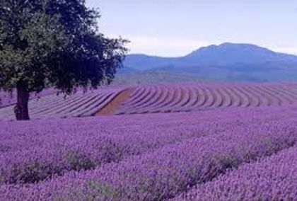  - SAPUN NATURAL-Lavender Flowers