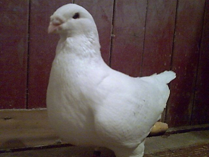 M-2010