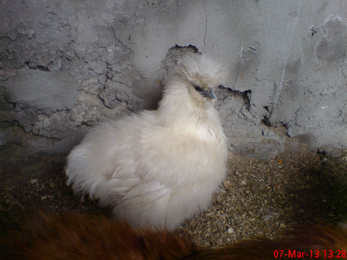 gaina de matase japoneza alba - R  -Gaini de rasa Matase japoneza