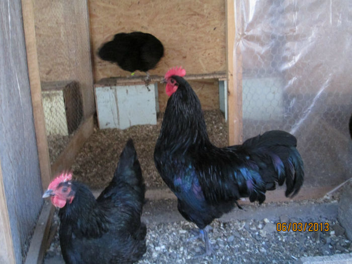 familie australorp - 2013