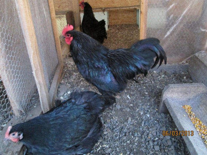 familie australorp - 2013