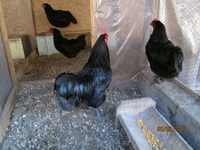 familie australorp