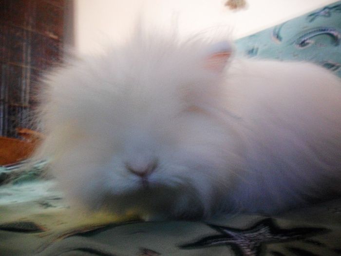 SAM_4939 - iepuri angora