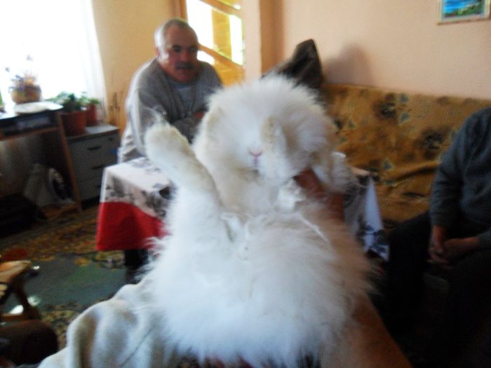 SAM_4941 - iepuri angora