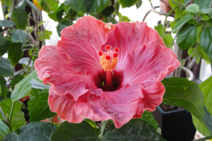 hibiscus Sea Grape - Hibiscus Gommer 1