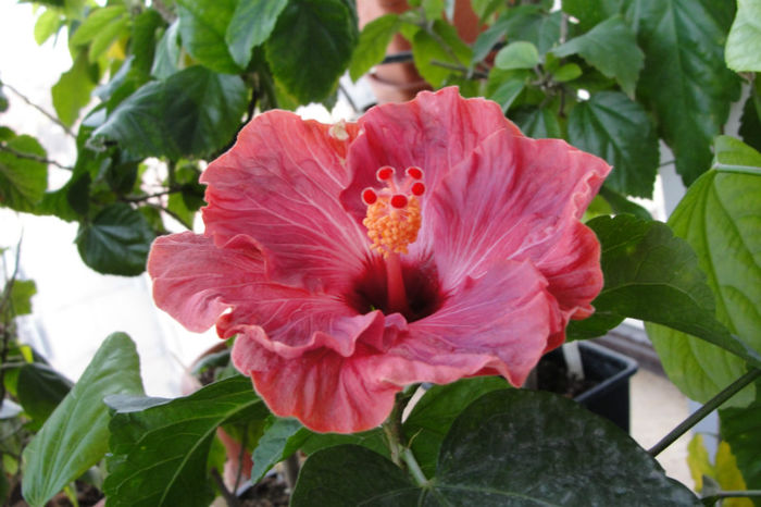  - Hibiscus Gommer 1