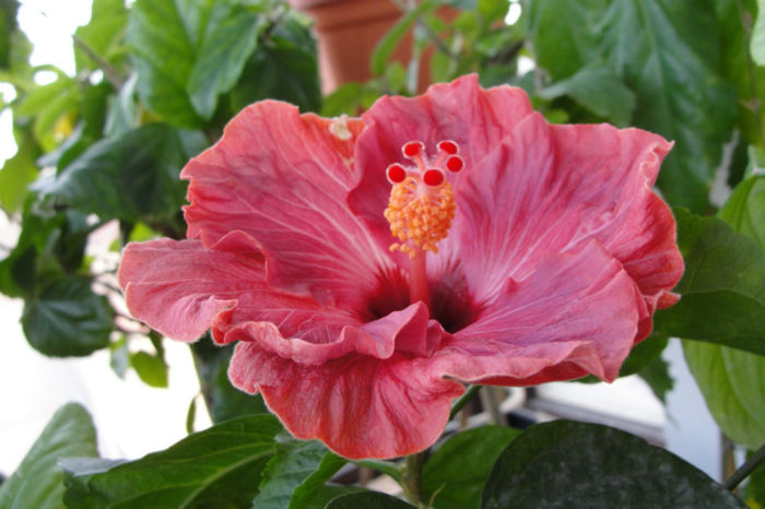 hibiscus Sea Grape - Hibiscus Gommer 1