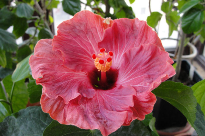  - Hibiscus Gommer 1