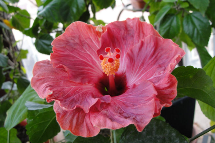  - Hibiscus Gommer 1
