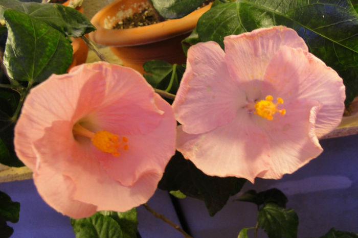 hibiscus Boondah