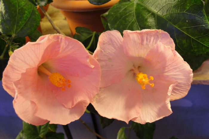  - Hibiscus Gommer 1