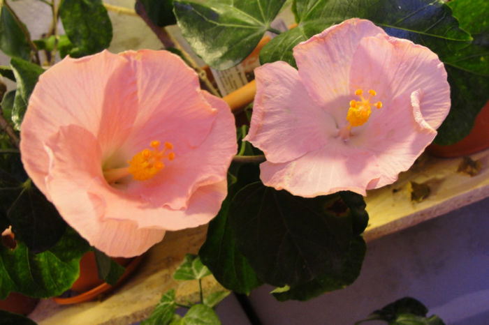  - Hibiscus Gommer 1