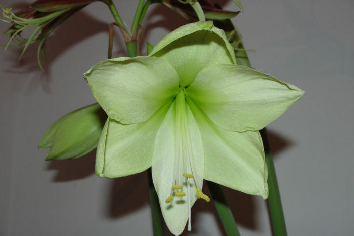 Green Goodness - Amaryllis