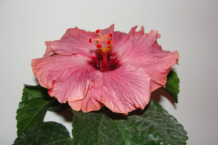  - Hibiscus Gommer 1