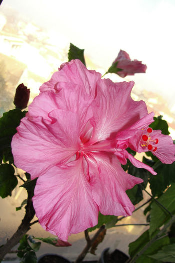  - Hibiscus Gommer 1