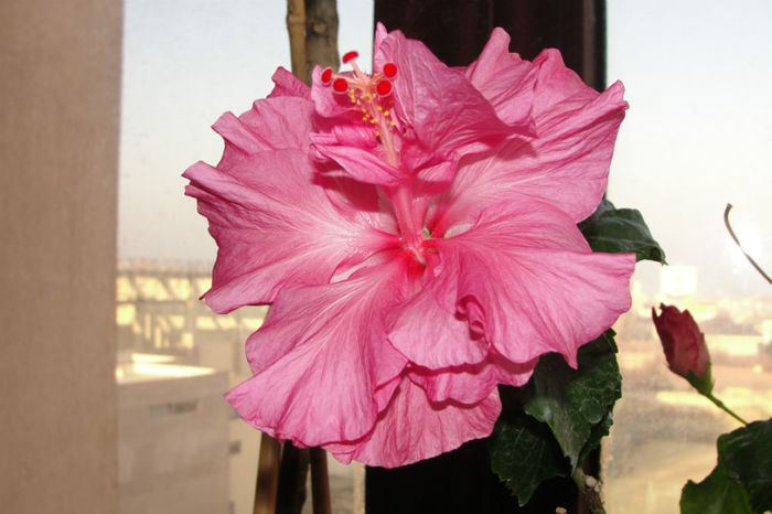  - Hibiscus Gommer 1