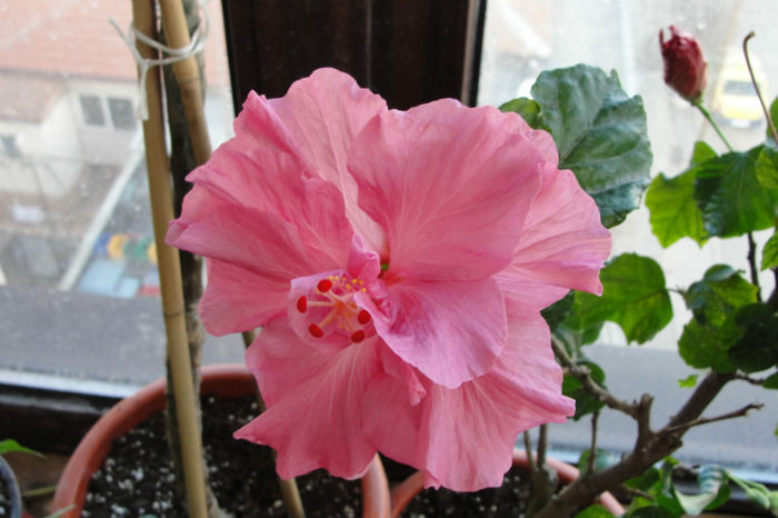  - Hibiscus Gommer 1