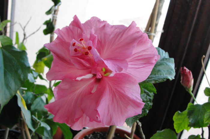  - Hibiscus Gommer 1
