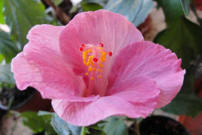 hibiscus Blue Wings