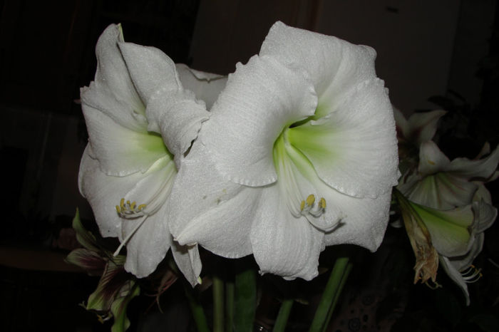  - Amaryllis