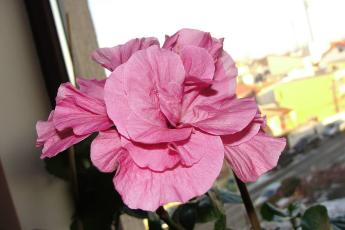  - Hibiscus Gommer 1
