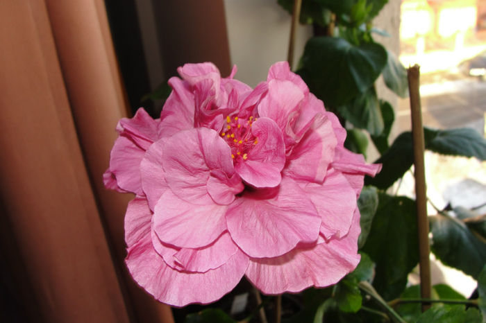  - Hibiscus Gommer 1