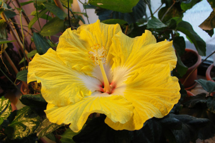 hibiscus Augustin Cordero - Hibiscus Gommer 1