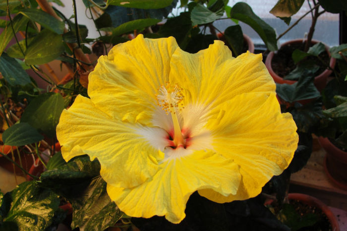  - Hibiscus Gommer 1