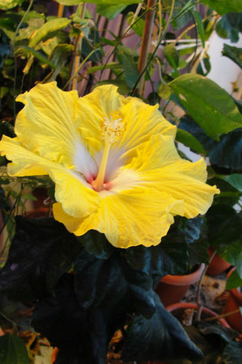  - Hibiscus Gommer 1