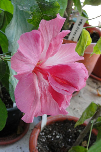  - Hibiscus Gommer 1