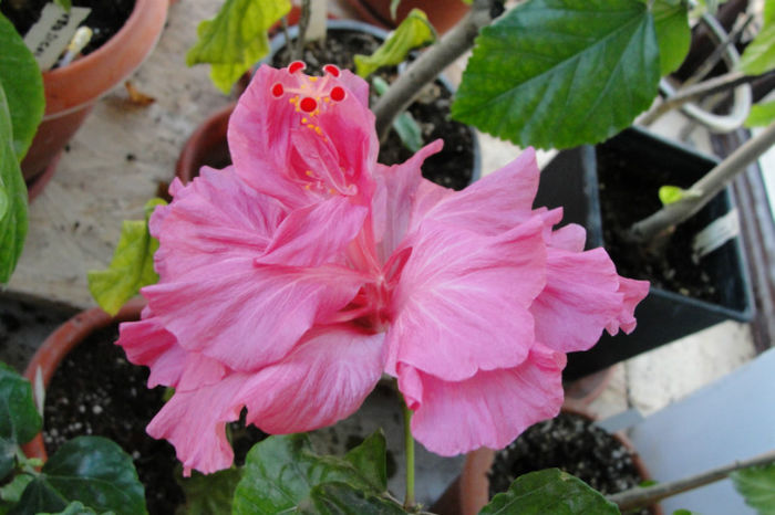  - Hibiscus Gommer 1