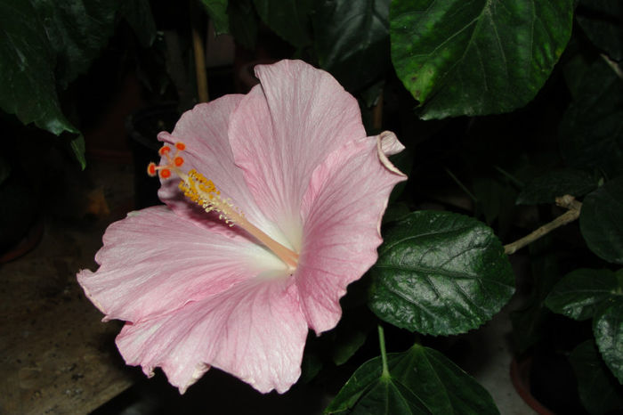  - Hibiscus Gommer 1
