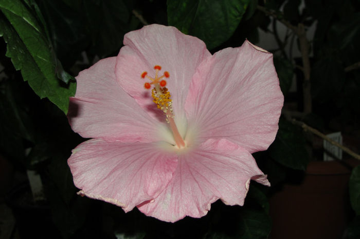  - Hibiscus Gommer 1