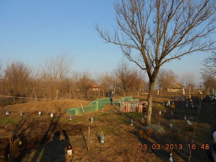 DSCN6577 - Gradina