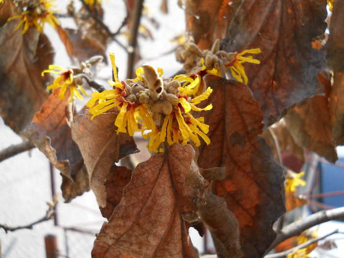 hamamelis - Flori gradina2013 si alte flori